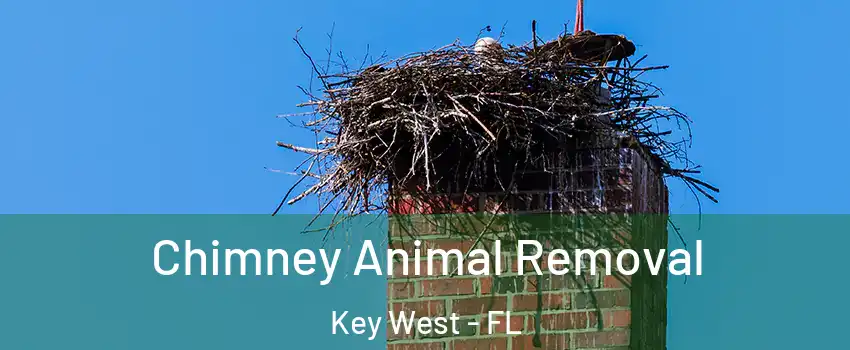 Chimney Animal Removal Key West - FL