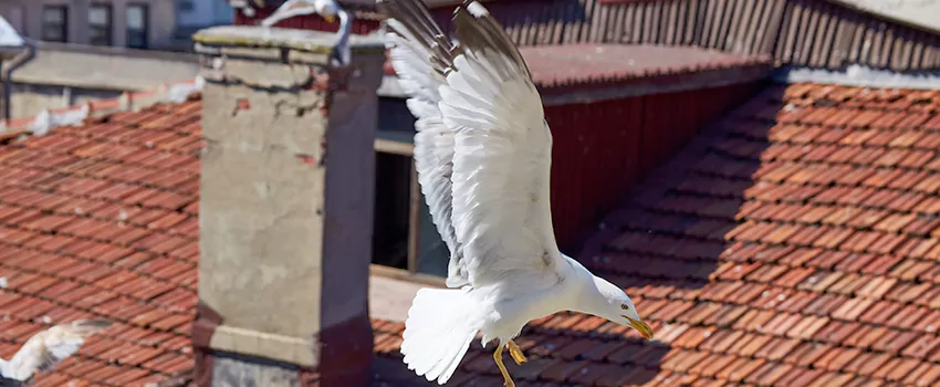 Residential Chimney Animal Removal Solution in Key West, FL